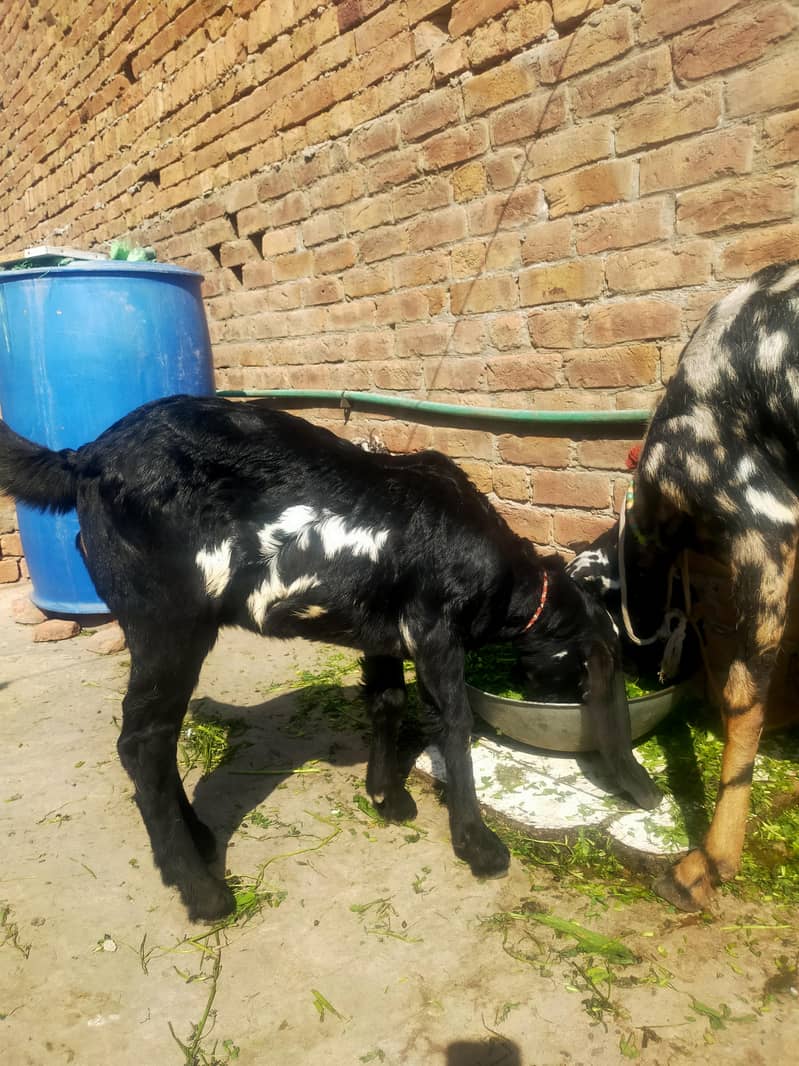 بیتل بکری فارسل دودھ والی ساتھ پٹھ 3.5 ماہ کی 4