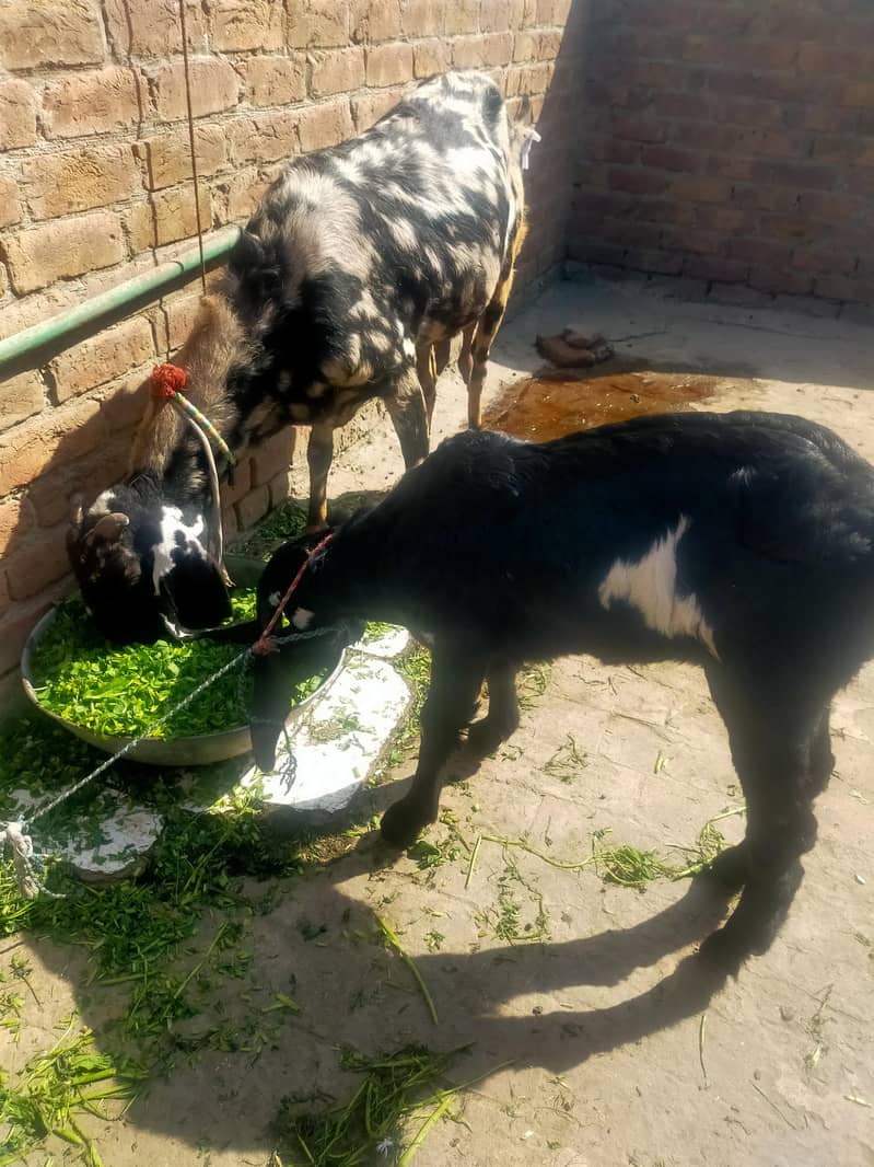 بیتل بکری فارسل دودھ والی ساتھ پٹھ 3.5 ماہ کی 7