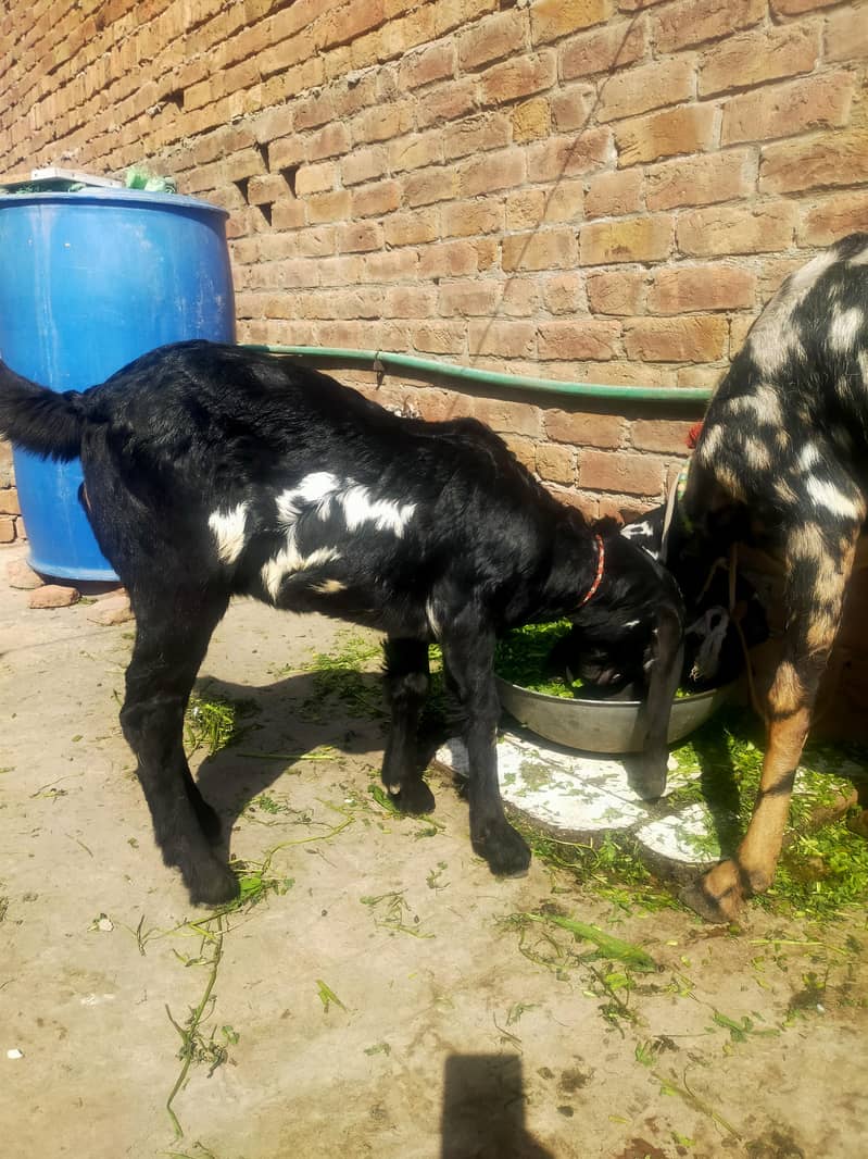 بیتل بکری فارسل دودھ والی ساتھ پٹھ 3.5 ماہ کی 8