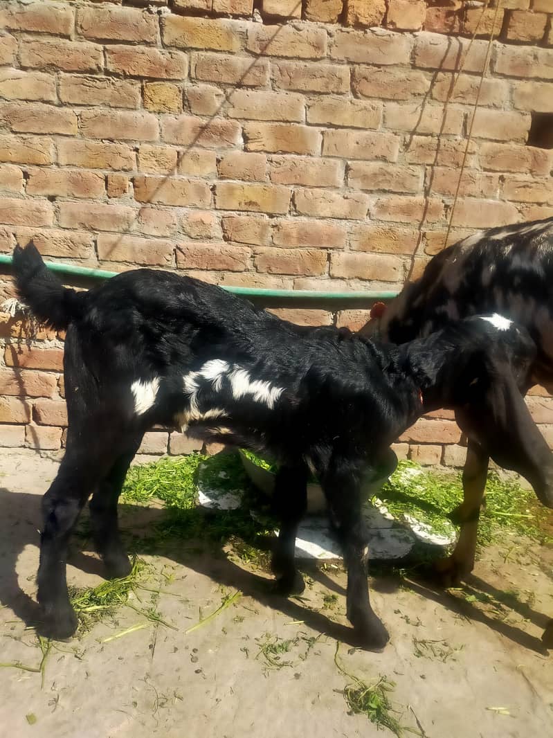 بیتل بکری فارسل دودھ والی ساتھ پٹھ 3.5 ماہ کی 9