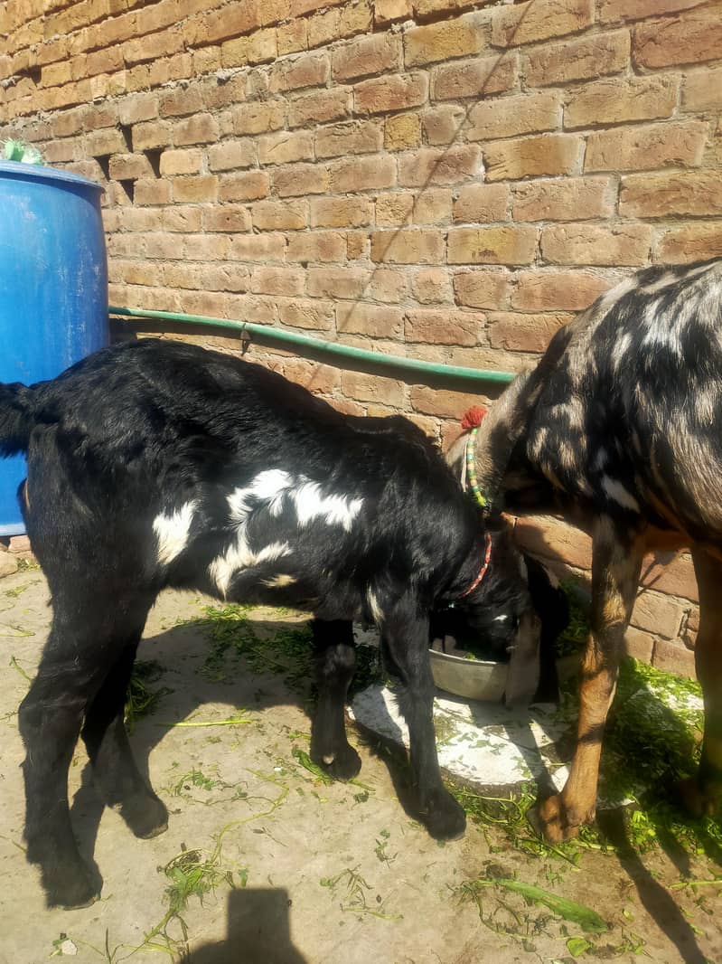 بیتل بکری فارسل دودھ والی ساتھ پٹھ 3.5 ماہ کی 10