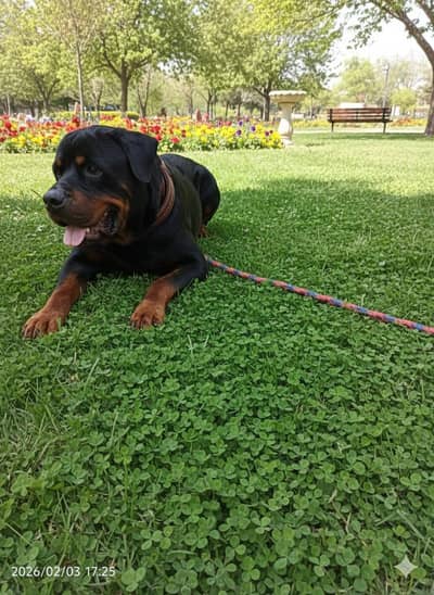 Male Rottweiler
