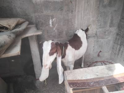 Two Goat sale urgent