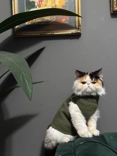 persian female peki breeder cats for sale