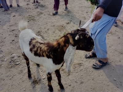 Bakra