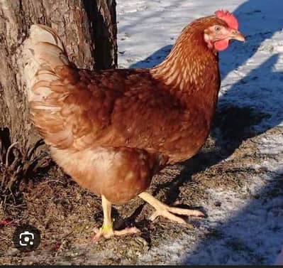 Lohamn brown hens