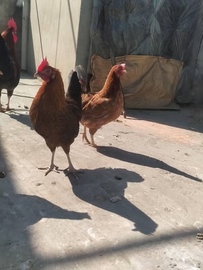 golden misri egg starter hens