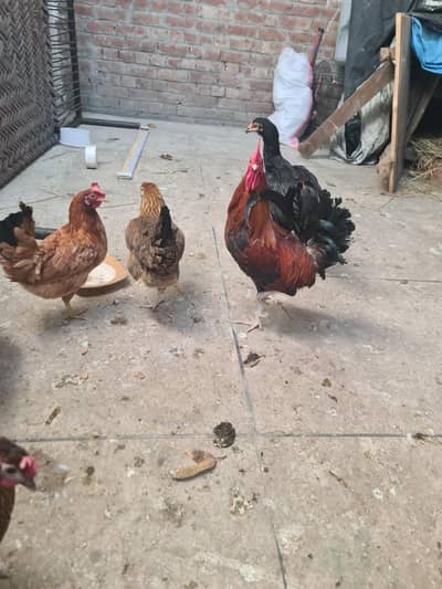 Ye saari murgian sale karni hai 1 aseel murgi orr desi misrii
