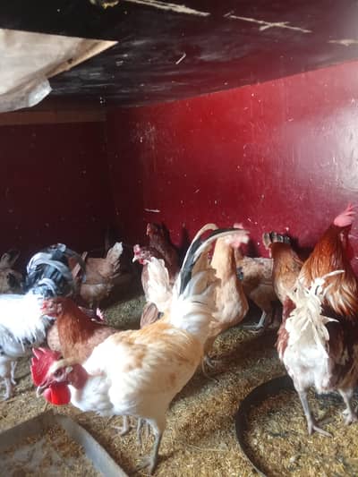 4 murgi 1 murga set for sell