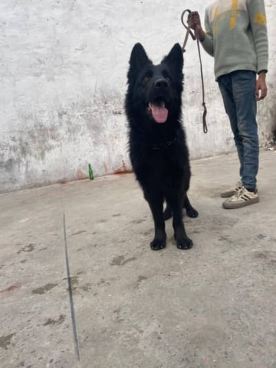 black German shaperd confirmed breeder