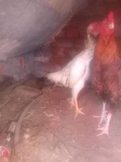 shmoo. . 03099534106