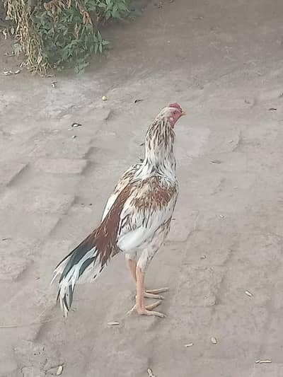 Aseel old bloodline patha for sale