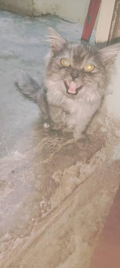 cat for urgent sale going to abroad 03327930934 Whatsapp 1 week left