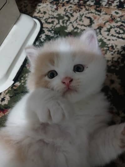 0342 8585370 why app kitten for sale good quality