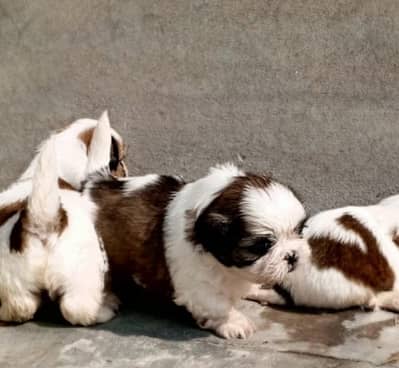 shihtzu male available