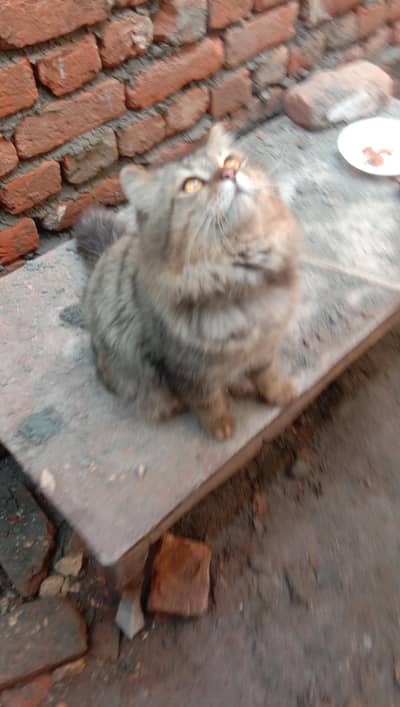 Persian cat soft face doll face round face long coat