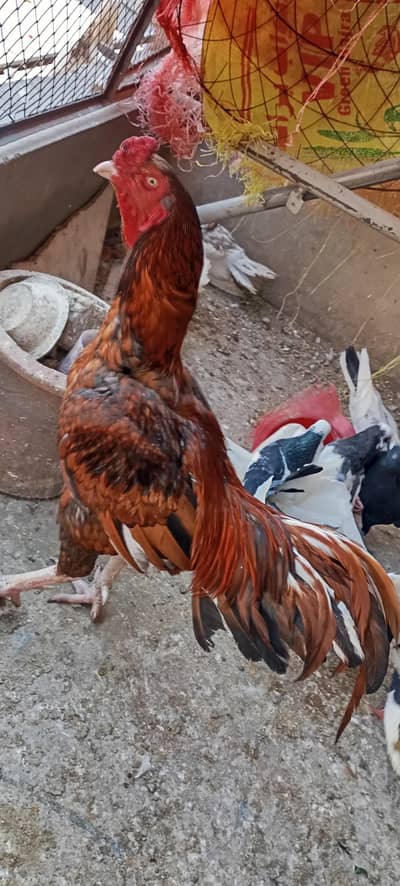 Hi chask chask party not