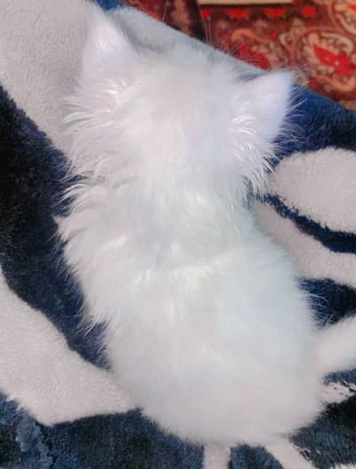 Parisian Male kitten