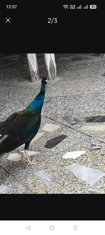 Breeder Peacock for sale