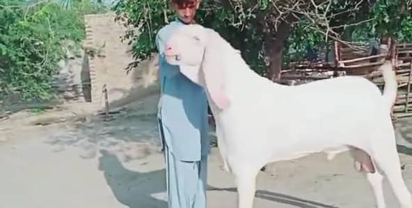 Rajanpuri Bakra For Sale/ +03106417029