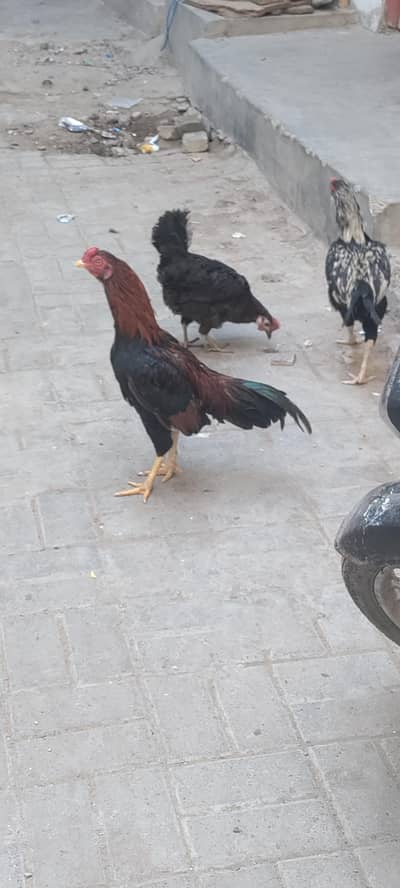 aseel miyawali Masha Allah pure chukin rabta kary