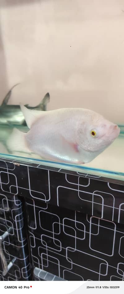 Albino Gaint Gourami , Naja Shark & Indian roof turtle