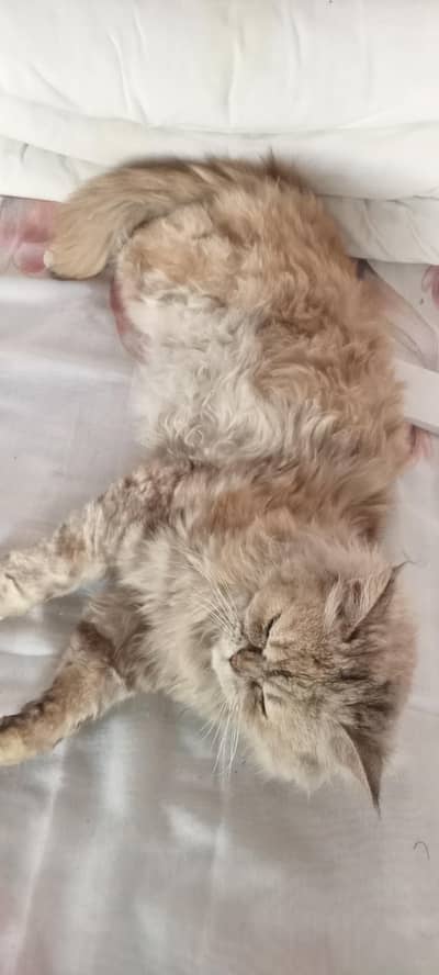 pure Persian cat punch face