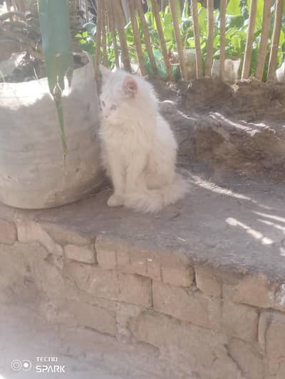 contact me 03006406284