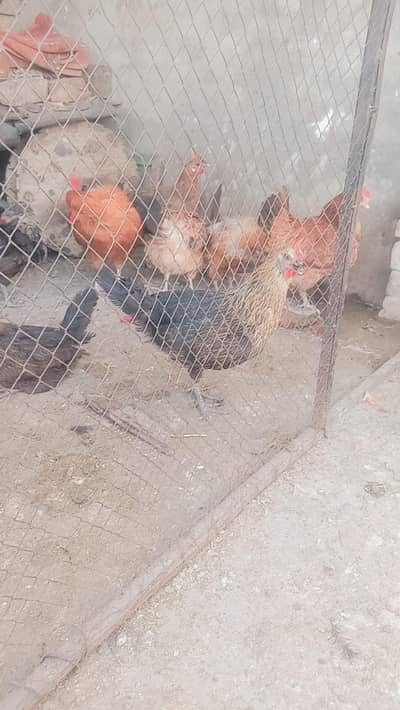 hens egg laying pathian