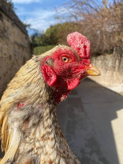 aseel murga topla home breed