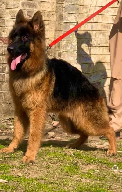 proper long coat German Shepherd low back for sale