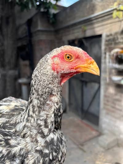 Burmi Cross available