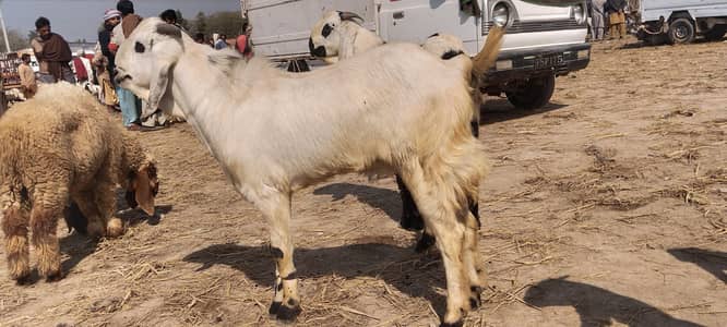 goat for sale