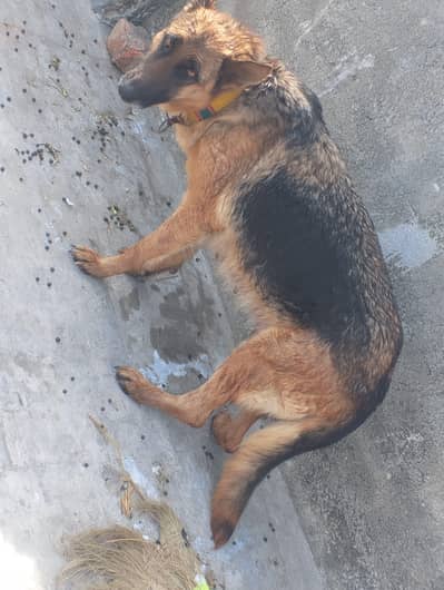 German shepherd pure 03218787174