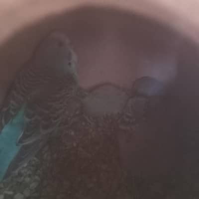 03101020766۔ بجیز پور سیل