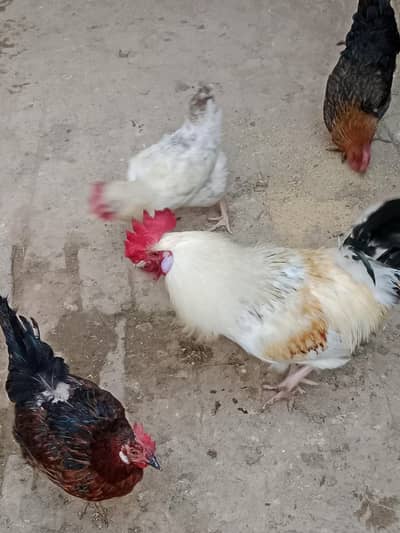 Golden misri murgian (03006868440)