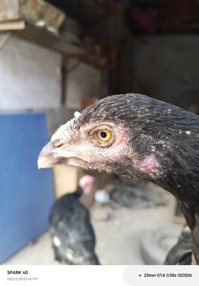 aseel thai +Pakistani