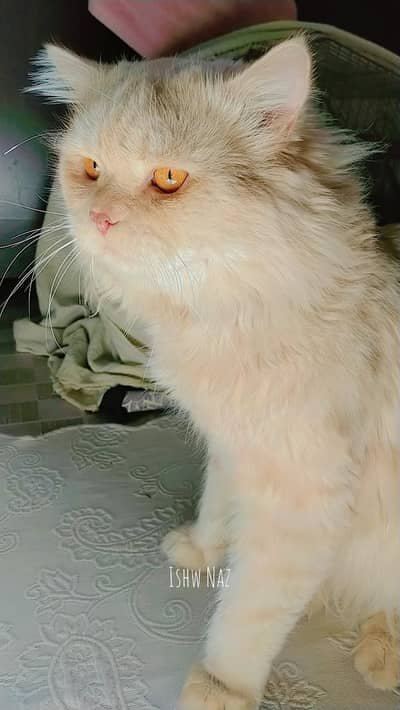 arjunt cat paid adoption