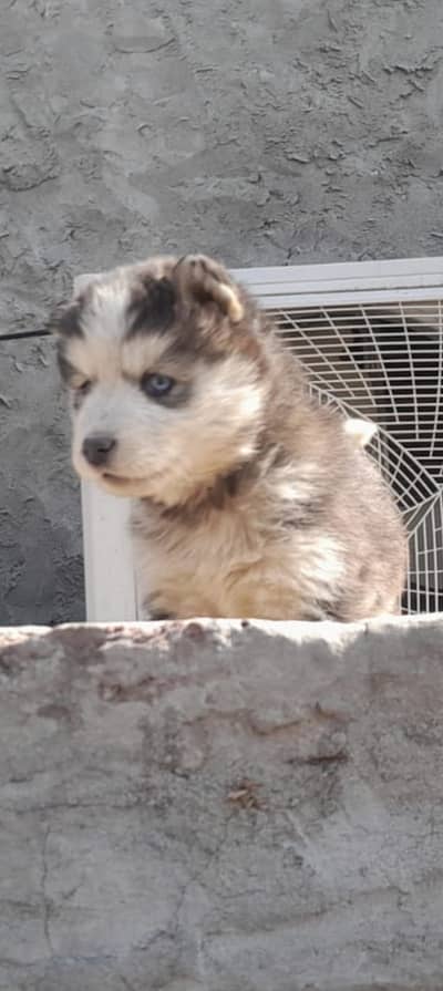Husky Puppies for Sale – Blue Eyes