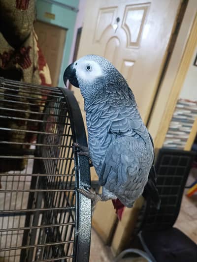 African grey parrot