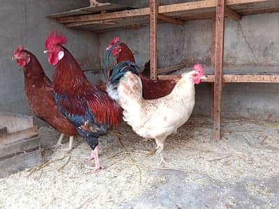 Golden Misri Trio and 2 lohman brwon hens avilable for sale