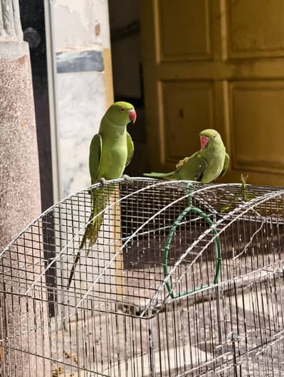 Green Parratos 2 with cage read add