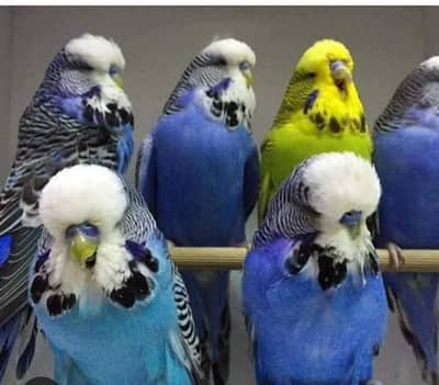 required exhibition budgies