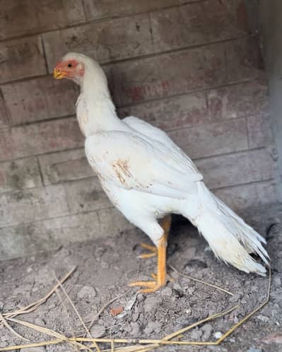 Indian parrot beak 3 females