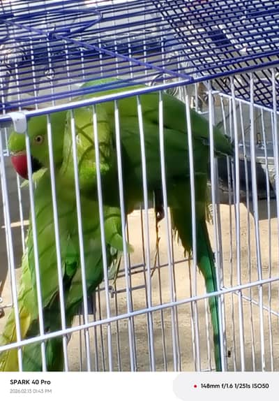 Male and female pair five months old clean walnuts