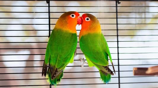 Mix Love birds
