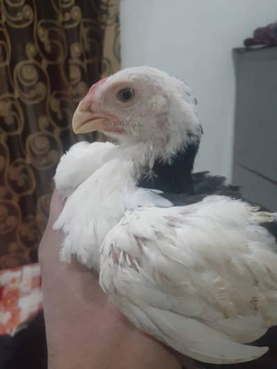 parrot beak 03195324976