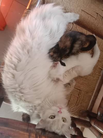 Semi Persian Kittens