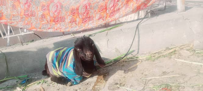 Doodh wali bakri batchay Kay sath