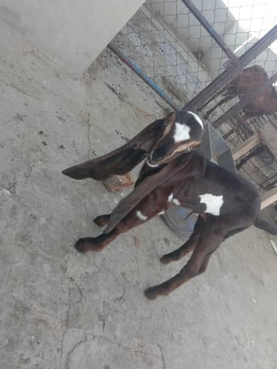 pure nagra dabi breed  only wahtasapp par rabtay karya